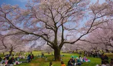 Under the pink petals of cherry blossom, it is good picnic.