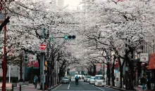 Cerisiers en fleurs à Tokyo
