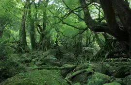 The tiny tropical island of Yakushima in Japan has inspired Hayao Miyazaki for "Princess Mononoke"
