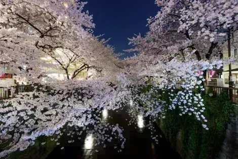 Cherry blossom "Sakura" in Meguro, Tokyo