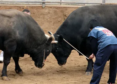 Traditional bull fighting (Ushi-Tsuki) in Oki Islands