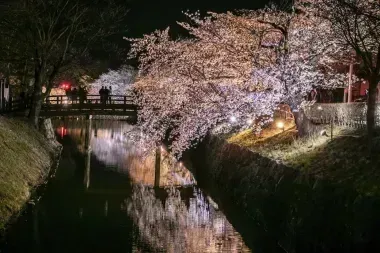 Città di Matsumoto di notte durante la fioritura dei ciliegi