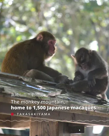The monkey mountain, home to 1,500 Japanese macaques.