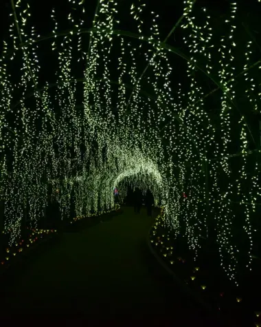 Forêt de lumière à Ashikaga
