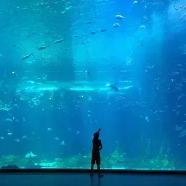 Enfant devant un immense aquarium