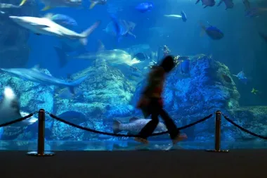 Umitamago aquarium , Oita 