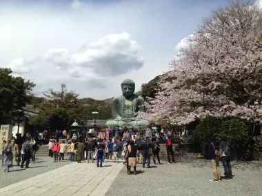 Le Daibutsu de Kamakura à la saison des cerisiers en fleur