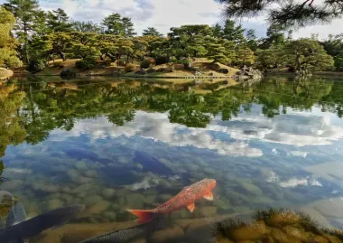 Carpas koi nadan en el estanque del jardín Ritsurin, Takamatsu
