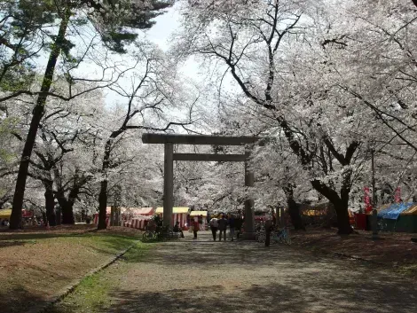 White cherry blossoms at Omiya Park