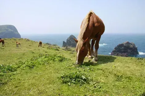 Horses at Kuniga coast, Nishinoshima