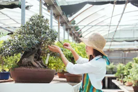 Takamatsu concentre près de 80% de la production des bonsaïs japonais