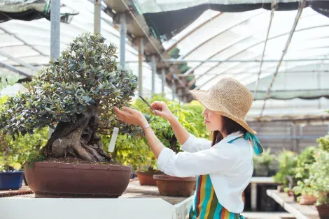 Takamatsu concentra casi el 80% de la producción japonesa de bonsáis