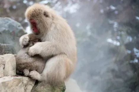Famosos monos de nieve para reunirse en el área de Nagano