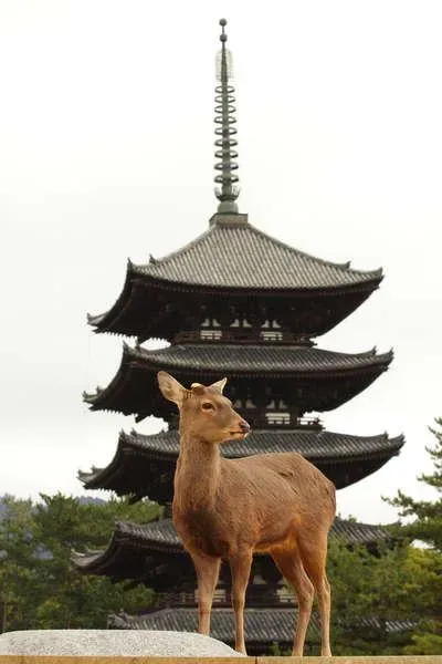 Un cerbiatto davanti alla pagoda di 5 piani di Kofukuji 