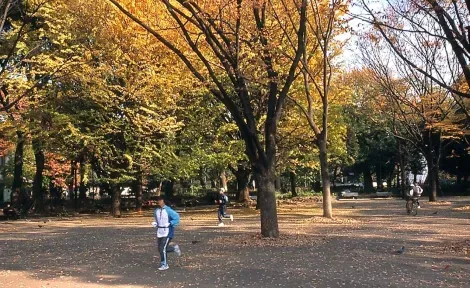 Running in a park with fall colors, one of the pleasures of Tokyo.