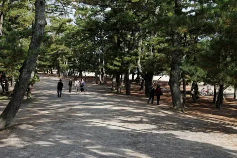 La promenade entre les pins de l'amanohashidate