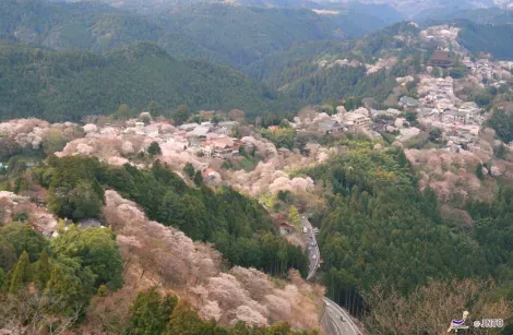 Mount Yoshino during Hanami