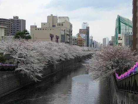 Cerisiers en fleur au bord de la rivière Meguro