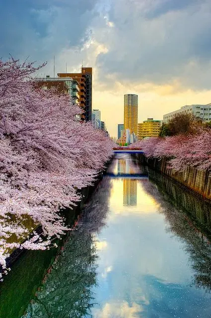 Les cerisiers en fleurs de la rivière Meguro à Tokyo