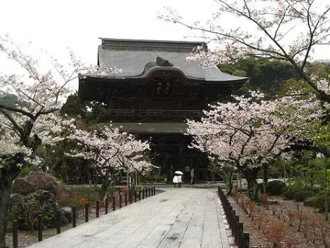 Le temple zen Kencho-ji, à Kamakura, au moment de la floraison des cerisiers