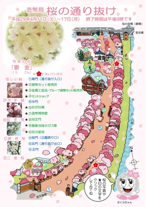 Mapa del jardín y los diferentes tipo de sakura.
