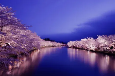 Sakura illuminés dans le parc de Hirosaki