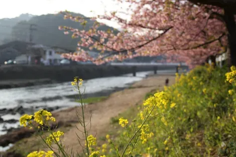 Colza et cerisiers sur la rivière Kawazu