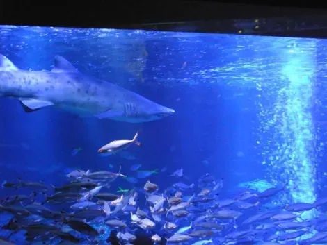 Aquarium Sumida