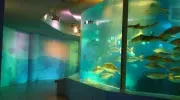 Aquarium de Miyajima