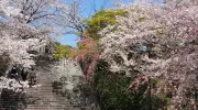 Nishi koen park steps, near Terumo jinja shrine, Fukuok
