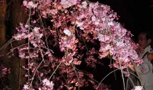 Cherry Blossoms Kyoto Botanical Gardens