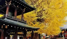 A temple under the yellow leaves of autumn in Kukubunji in Takayama.