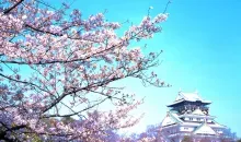 Fiori di ciliegio nel parco del Castello di Osaka