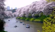 The boat rides on the Sumida River (Tokyo), one of the most relaxing activities in Tokyo.