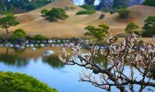 Avant que les cerisiers ne leur fassent de l'ombre, c'est devant les fleurs de pruniers que se baladaient les Japonais.