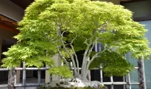 Dans le jardin du musée d'Omiya, les bonsaïs rivalisent de beauté