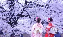 Japonaises en habit traditionnel sous les cerisiers en fleurs