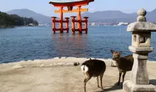 Das Torii vom Itsukushima-Schrein