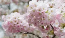 Fleurs de cerisiers, sakura, au Mont Yoshino
