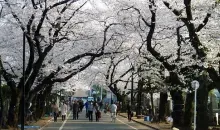 L'allée des cerisiers au cimetière Yanaka, près de Nippori à Tokyo