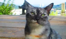 Petit chat près du sentier étroit des chats à Onomichi