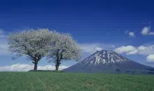 Le Mont Yôtei s'élève derrière les arbres en fleurs, près du village de Kyôgoku