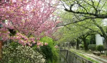 Les cerisiers du chemin de la philosophie au printemps