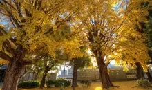 Le Ginkgô, l'arbre aux couleurs d'or