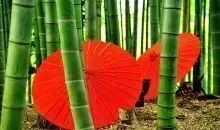 Japan Visitor - bamboo-umbrellas.jpg