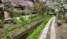 Japan Visitor - kyoto-hanami-1.jpg