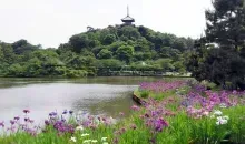 Japan Visitor - sankeien-garden-2017-1.jpg