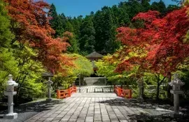 La nature est omniprésente sur la montagne sacrée de Koyasan au Japon