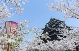 Il castello feudale di Matsue, all'epoca della fioritura dei ciliegi (sakura)