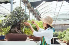 Takamatsu concentra casi el 80% de la producción japonesa de bonsáis